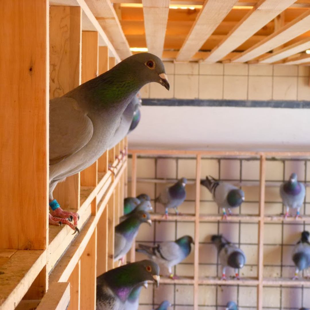 Adsız tasarım (72)