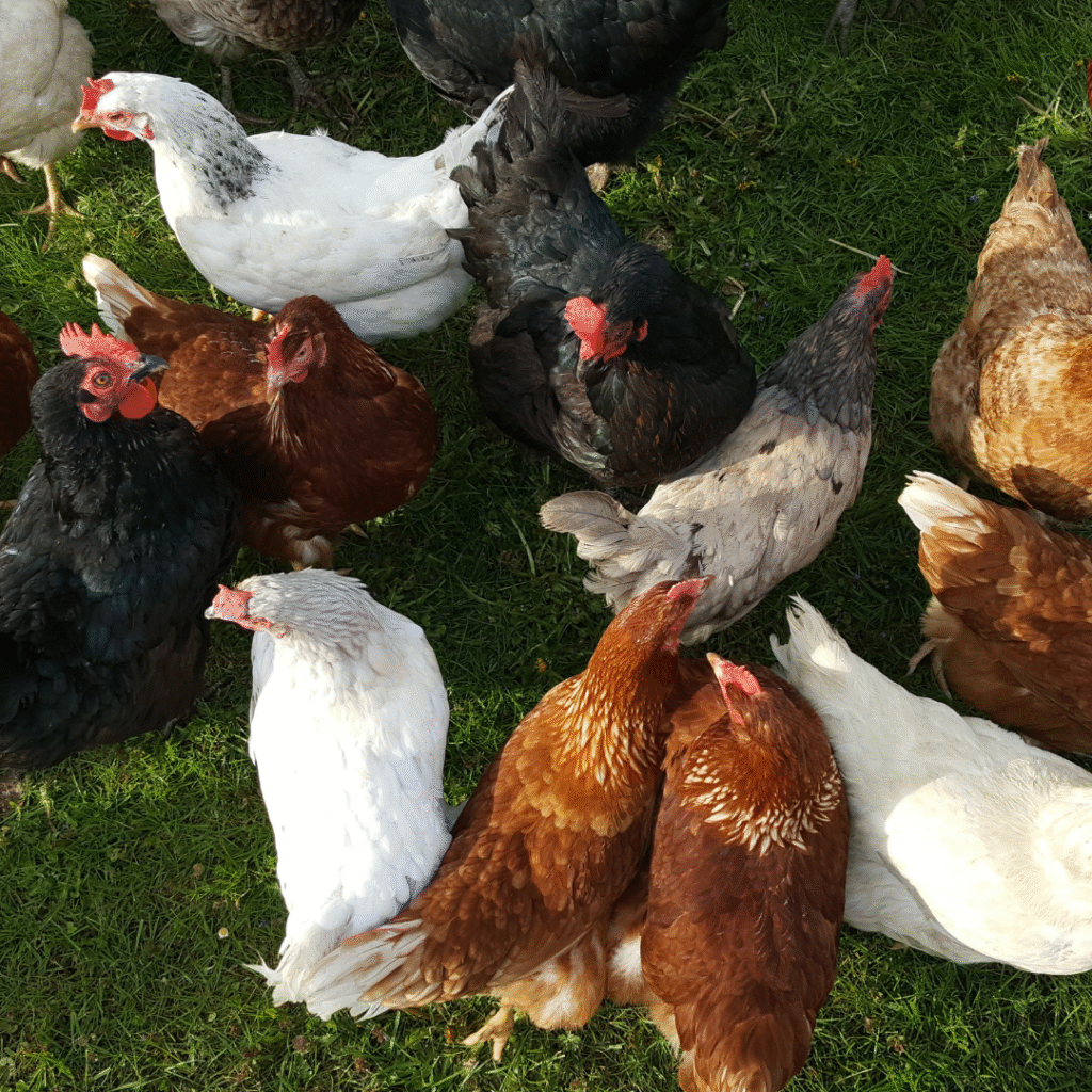 Vitaminyem.com.tr, kanatlı hayvancılık sektöründe kaliteyi, güveni ve sürdürülebilirliği esas alan, çiftçilere ve üreticilere değer katmayı amaçlayan bir e-ticaret platformudur. Hayvancılıkta başa